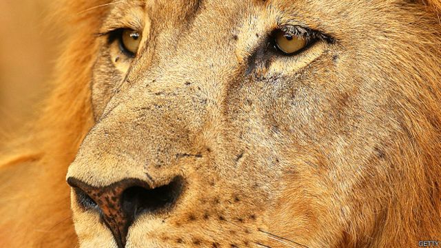 Más allá de Cecil: siete razones para amar a los leones - BBC News Mundo