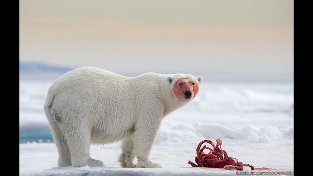 Joshua Holko 拍攝的北冰洋上的北極熊