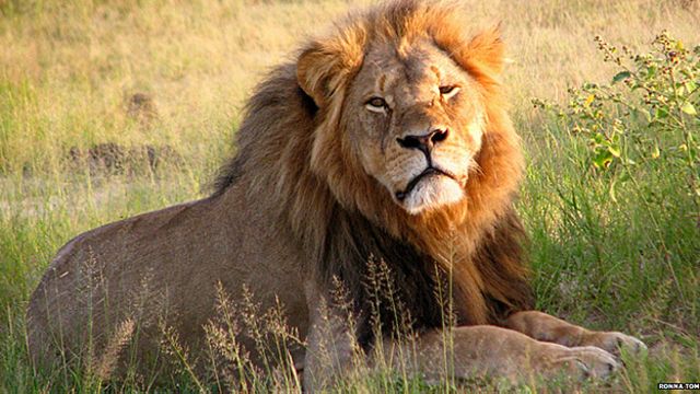 Quién es el segundo estadounidense que buscan por cazar ilegalmente a un  león en Zimbabue? - BBC News Mundo