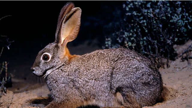 Основные причины почему кусается декоративный кролик и как отучить от этого