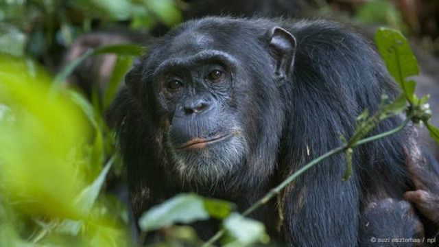 Seekor simpanse (Pan troglodytes), tidak dapat berbicara.