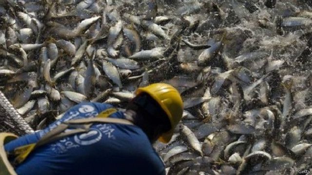 أنواع السمك سريعة النمو أكثر عرضة لخطر تناقص عددها Bbc News عربي