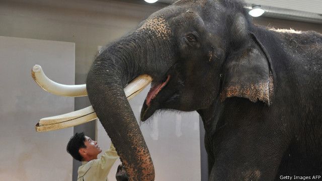 Koshik si Gajah