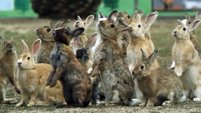 Por qué en realidad los conejos no se reproducen como conejos - BBC News  Mundo