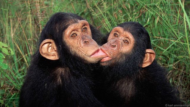 Monyet makan berdua
