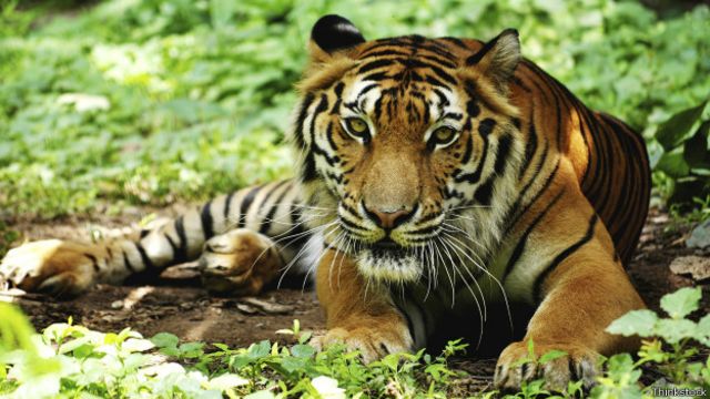 Policia De Bangladesh Mata Seis Suspeitos De Cacar Tigres Bbc News Brasil