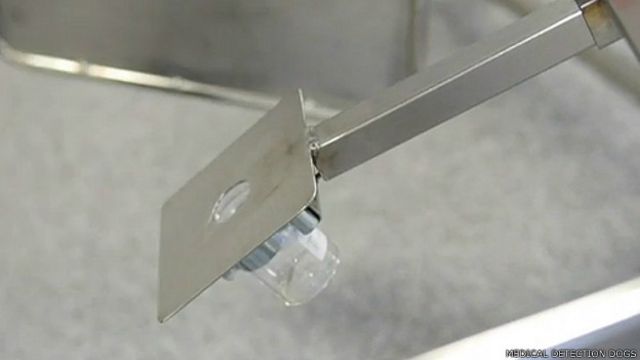 Muestra de orina utilizada para entrenar a los perros en un ejercicio de carrusel. 