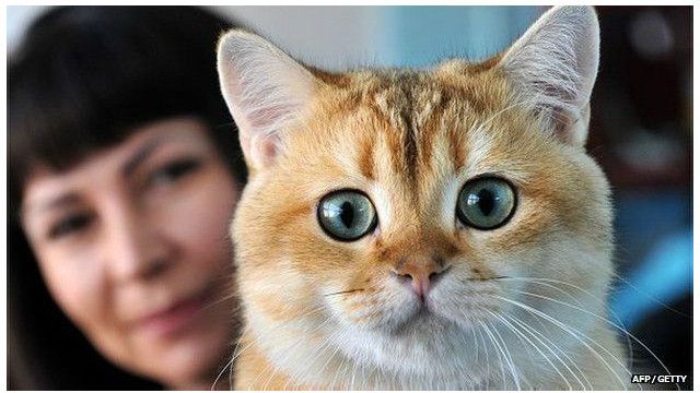 TrenSosial: Mengapa video kucing digemari di internet? - BBC News Indonesia