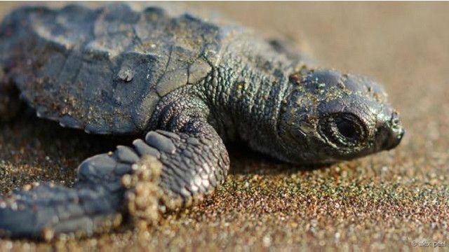 Keindahan hewan kecil dalam foto - BBC News Indonesia