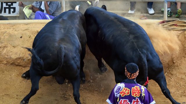 ����������� �������� �����������: ����.