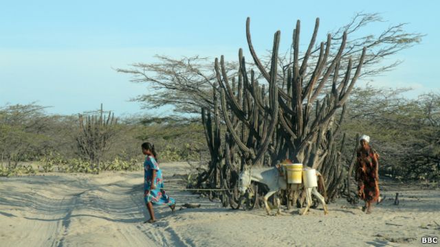 Colombia: la tragedia de la Alta Guajira, la región en la que no llueve  hace tres años - BBC News Mundo