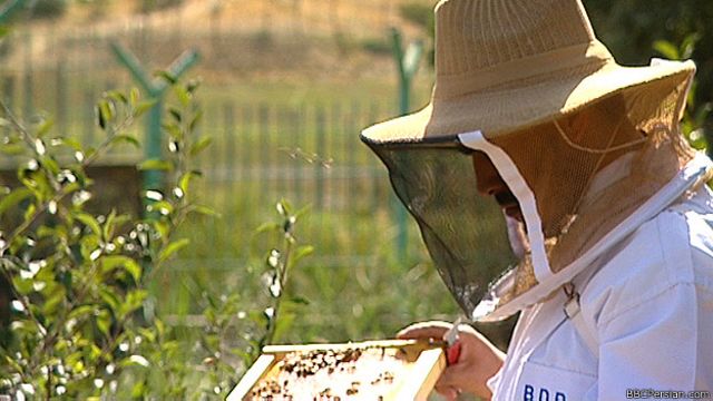 بازار گرم عسل داخلی کام زنبورداران شیرین تر می شود Bbc News فارسی