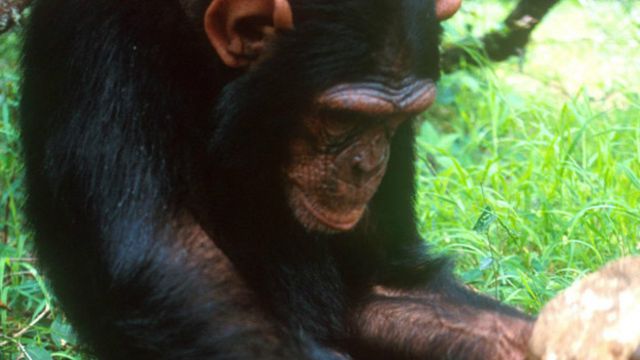 Com tecnologia própria, macacos entraram em sua 'Idade da Pedra', dizem  cientistas - BBC News Brasil