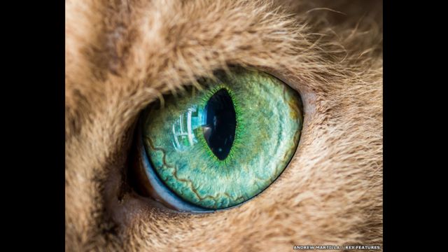 глаза кошки крупным планом