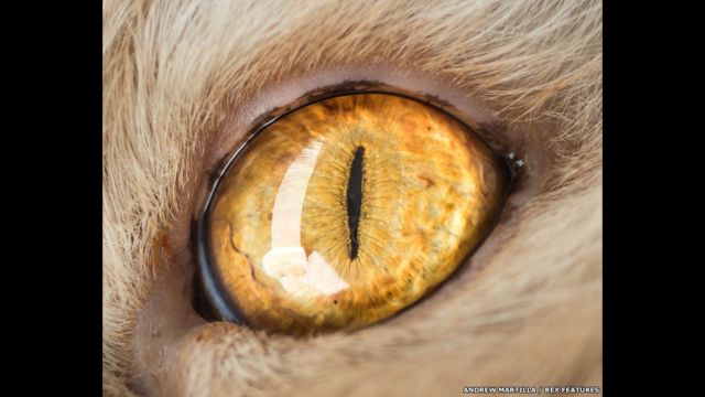 Фото: фокус кошачьего глаза - BBC News Русская служба