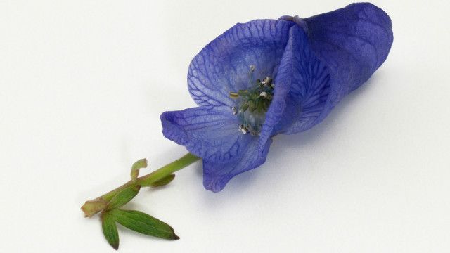 Hoa của cây ấu tàu có hình giống như mũ choàng đầu của nhà sư (Hình: WILDLIFE GmbH/Alamy)