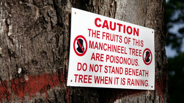 Biển cảnh báo ở vùng có cây Manchineel (Hình: Chris Bott/Alamy)