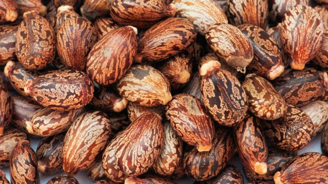 Hạt thầu dầu chứa lượng độc tố cực mạnh, gây chết người