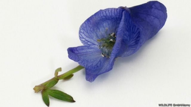 Estas son las plantas más venenosas del mundo - BBC News Mundo