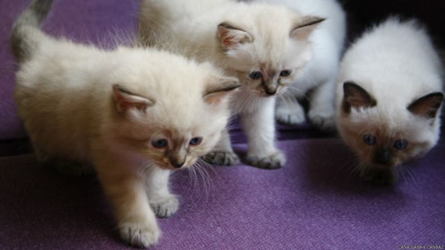 Sizin Fotograflariniz Kediler Bbc News Turkce