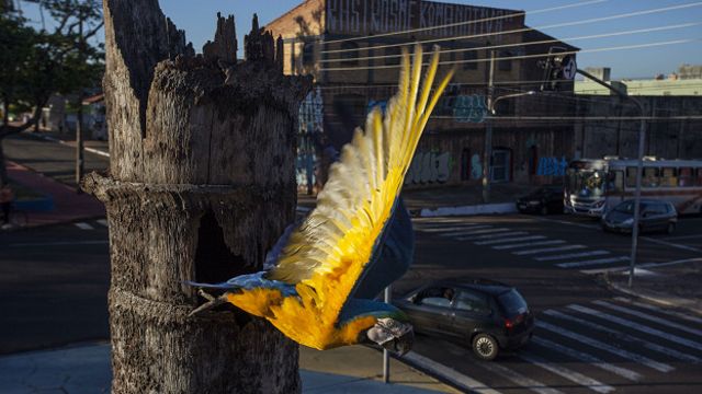 Durante período de reprodução, de julho a dezembro, aves cruzam os céus da cidade em busca de ninhos; migração nessa escala é inédita até em cidades da Amazônia, afirmam pesquisadores