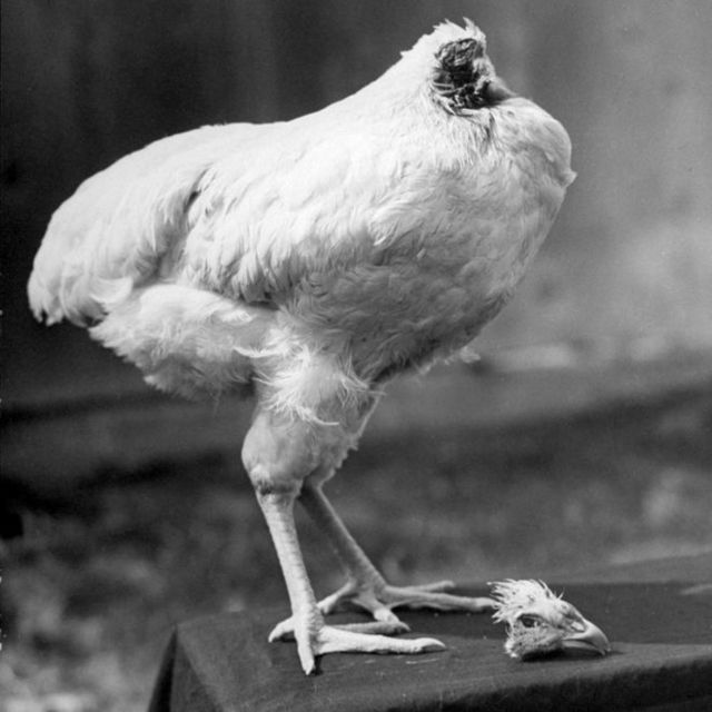 Mike, el pollo que vivió un año y medio sin cabeza - BBC News Mundo