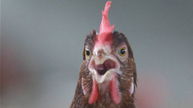 Mike, el pollo que vivió un año y medio sin cabeza - BBC News Mundo