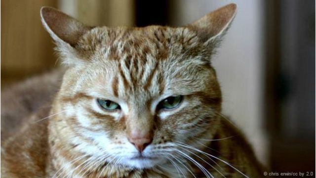 Apa Yang Terjadi Jika Kucing Stres Bbc News Indonesia