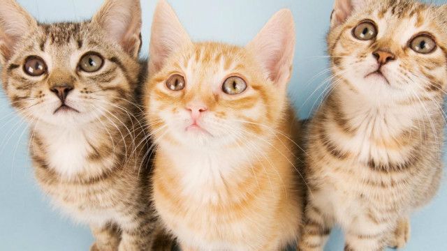 Apa yang terjadi jika kucing stres? - BBC News Indonesia