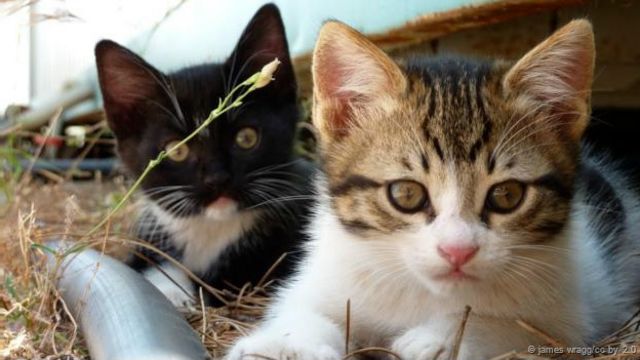 Apa yang terjadi jika kucing stres? - BBC News Indonesia