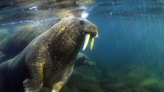 肥者生存 地球上最肥胖的动物 c 英伦网