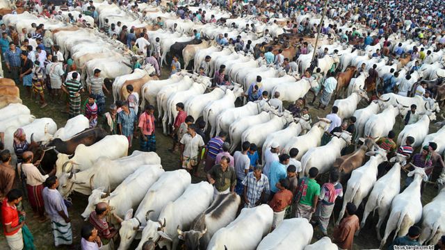 bangladesh_eidul_azha_preparations