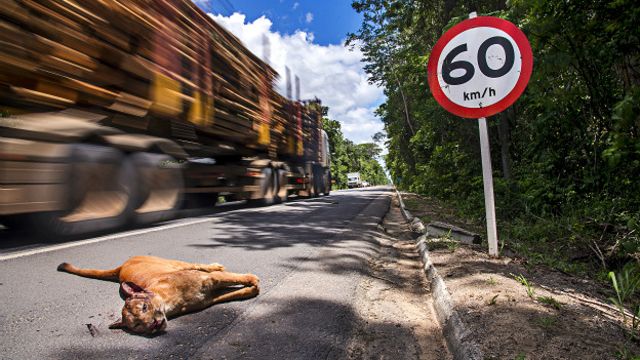 Onça-parda atropelada às margens da BR-101, em uma das áreas de mata atlântica mais preservadas do país