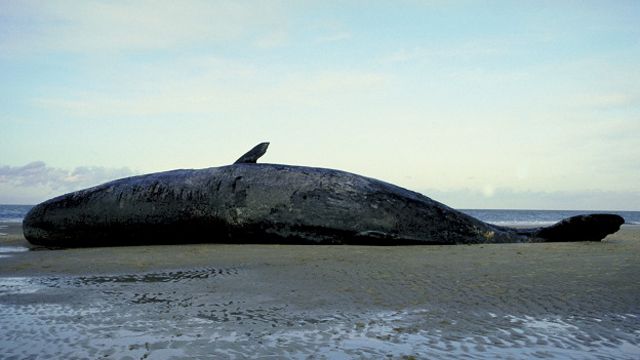 Cachalote muerto en la playa