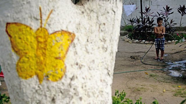 Un niño riega un patio, una dibujo de una mariposa amarilla en un árbol