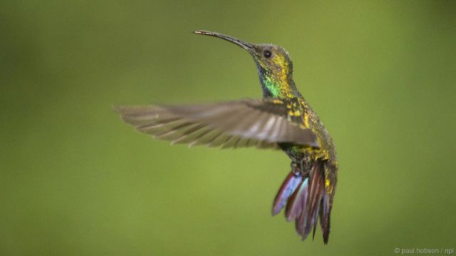 kolibri