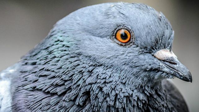 Барнаульский зоопарк показал, как выглядят птенцы голубей