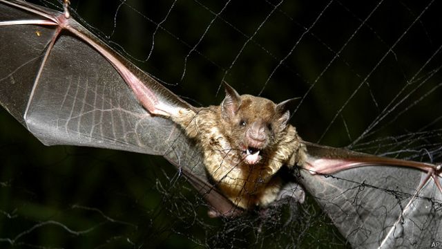 Вся правда о летучих мышах-вампирах - BBC News Русская служба