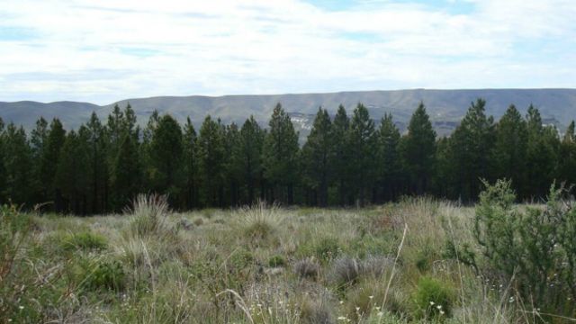 Por qué una zona de la Patagonia argentina se quedó sin hormigas - BBC News  Mundo