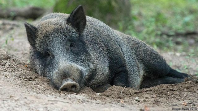 Почему свиньи грызут деревянные полы