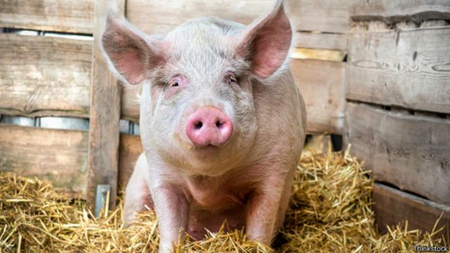 Вся правда о свиньях: это мы их такими сделали - BBC News Русская служба