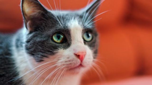 Magenka Za Ta Iya Sanin Halin Da Kake Ciki Bbc News Hausa