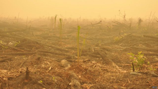 Sejumlah bibit sawit ditanam di lahan bekas kebakaran di Nyaru Menteng, Kalimantan Tengah.