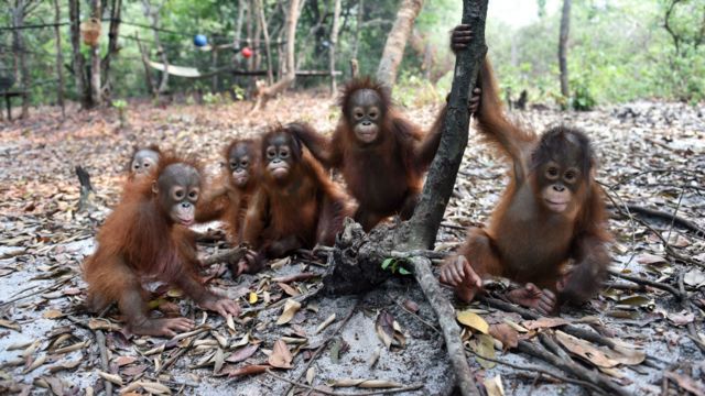 Dampak kebakaran bagi orang utan - BBC News Indonesia