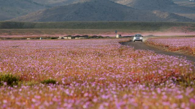 Por qué tiene tantas flores el desierto de Atacama, el lugar más seco del  planeta - BBC News Mundo