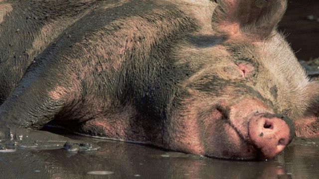 Nama ilmiah babi