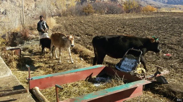 تولید گاز از فضولات حیوانی در خانه های بامیان Bbc News فارسی