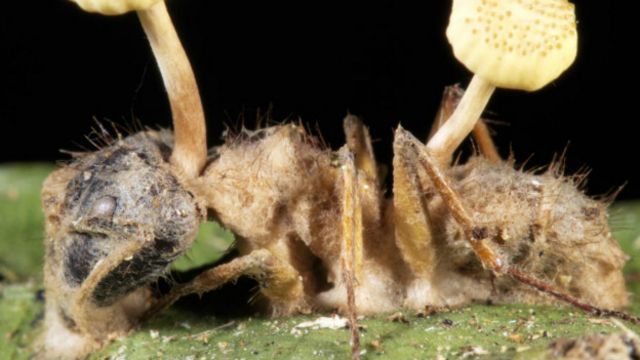 parazita rezisztencia viszketés a pinwormoktól hogyan lehet megszüntetni
