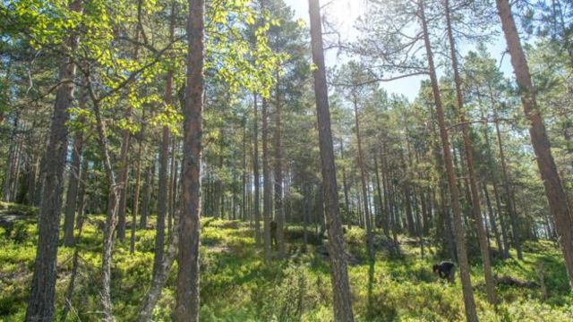 挪威的森林 从濒临消失到重获生机 Bbc 英伦网