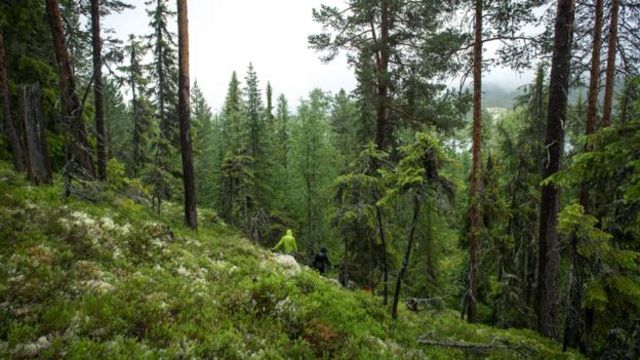 挪威的森林 从濒临消失到重获生机 c 英伦网